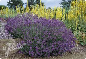 Lavandula angustifolia 'Hidcote Superior'