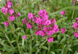 Lychnis viscaria 'Feuer'