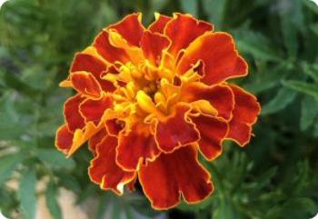 marigold sparky mix