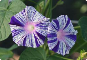 Morning Glory 'Carnevale di Venezia'