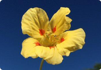 nasturtium peach melba