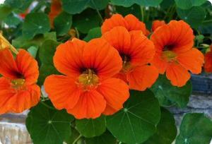 Nasturtium 'Whirlybird'