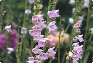 Digitalis laevigata