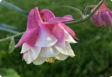 aquilegia seeds