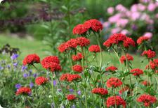 lychnis seeds