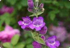 penstemon seeds