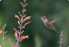 agastache seeds