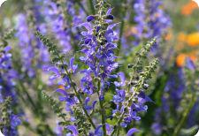 salvia seeds