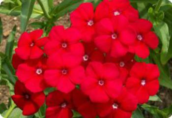 phlox drummondii red