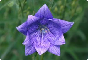 Platycodon grandiflorus 'Hakone Blue'