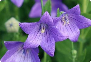 Platycodon grandiflorus 'Mariesii'