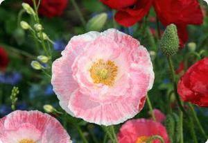 Papaver rhoeas