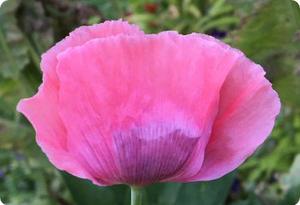 Poppy 'The Giant'