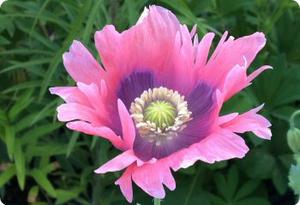 Papaver somniferum Canada Red