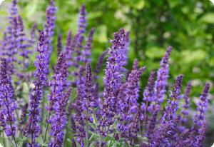 Salvia Violet Queen