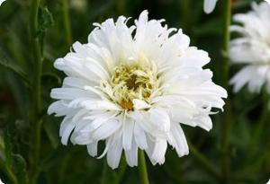 Shasta Daisy 'Crazy Daisy'