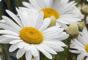 shasta daisy silver princess