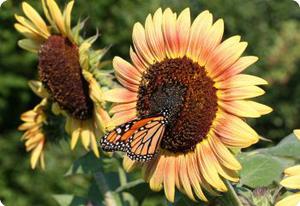 Sunflower 'Autumn Beauty'