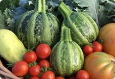 summer squash seeds