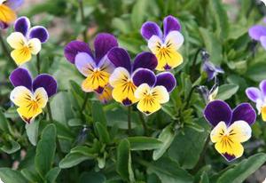 Viola tricolor Helen Mount